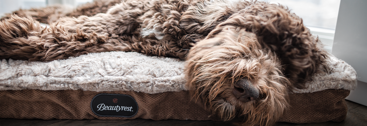 Beautyrest sales pet bed